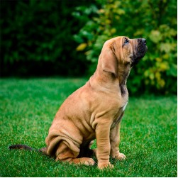 Pflege für Hunde mit Hautfalten: Ein Leitfaden