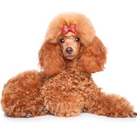 Pudel: Hundefutter und Rasseportrait