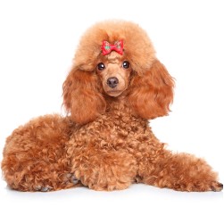 Pudel: Hundefutter und Rasseportrait