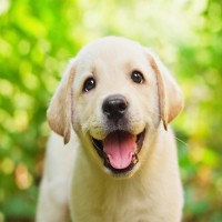 Purinarmes Hundefutter – wann ist es sinnvoll