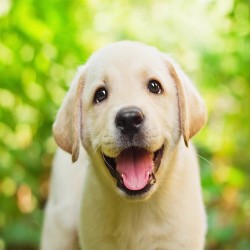 Purinarmes Hundefutter – wann ist es sinnvoll