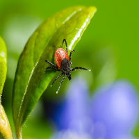 Risikogebiete: wo Zecken in Deutschland vorkommen