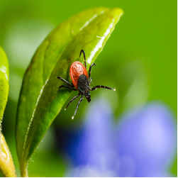 Risikogebiete: wo Zecken in Deutschland vorkommen