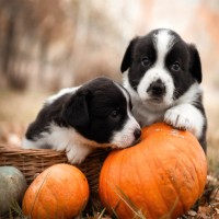 Rohfütterung für Welpen: Vorteile, Tipps und ernährungsphysiologische Grundlagen