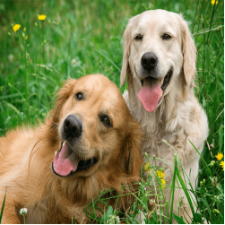 Rüde oder Hündin: welcher Hund passt besser?