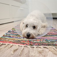 Schilddrüsenunterfunktion beim Hund: Symptome und Behandlung