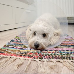 Schilddrüsenunterfunktion beim Hund: Symptome und Behandlung