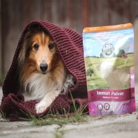 Geschwächtes Immunsystem beim Hund: Ursachen und was wirklich hilft