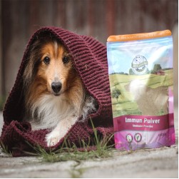 Geschwächtes Immunsystem beim Hund: Ursachen und was wirklich hilft