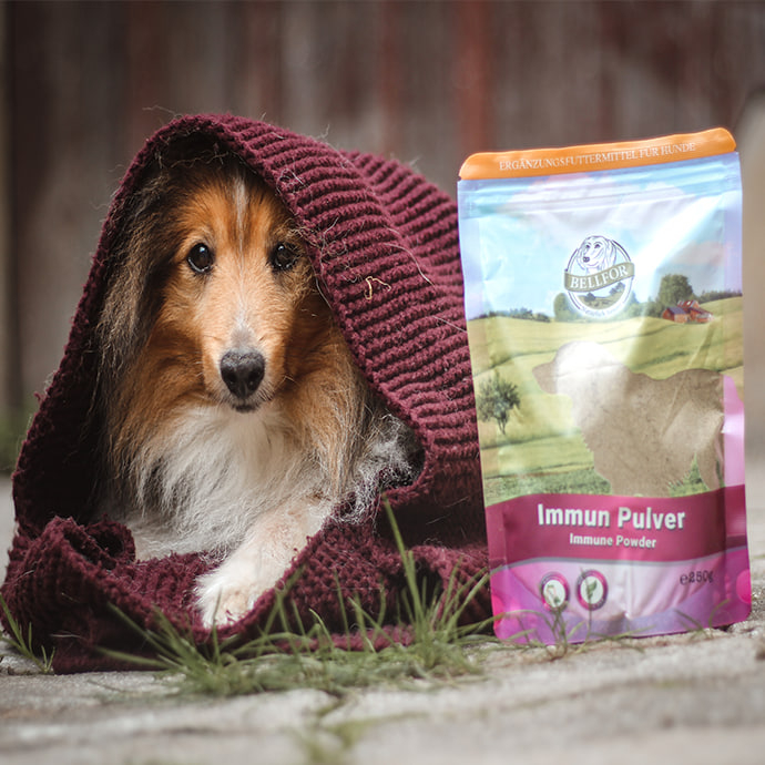 Geschwächtes Immunsystem beim Hund: Ursachen und was wirklich hilft Geschwächtes Immunsystem beim Hund: Ursachen und was wirklich hilft