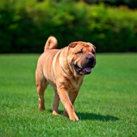 Der Shar-Pei: Mehr als nur Falten