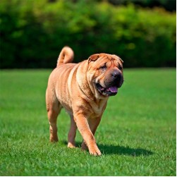 Der Shar-Pei: Mehr als nur Falten