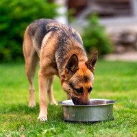 So füttern Sie Ihren Hund richtig