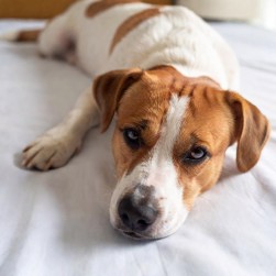 Staupe beim Hund: Symptome, Behandlung und Vorbeugung