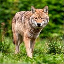 Der Tamaskan: Ein Nordlicht mit der Seele eines Wolfes