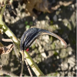 Teufelskralle für Hunde