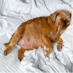 Trächtigkeit beim Hund