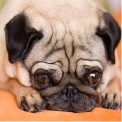 Tränende Augen beim Hund: Ursachen und Pflegetipps