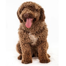 Trockene Haut bei Hunden: Ursachen, Symptome, Vorbeugung und Behandlung