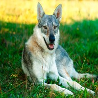 Tschechoslowakischer Wolfshund