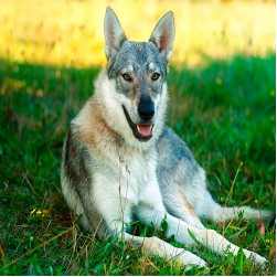 Tschechoslowakischer Wolfshund