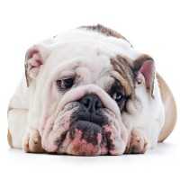 Übergewicht beim Hund: Ursachen, Folgen und Tipps