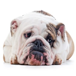 Übergewicht beim Hund: Ursachen, Folgen und Tipps