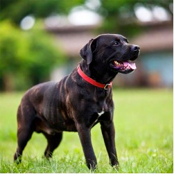 Untergewicht beim Hund: Ursachen und Tipps