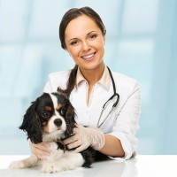 Impfungen für Hunde: das müssen Sie wissen