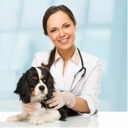 Impfungen für Hunde: das müssen Sie wissen