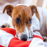 Verdauungsprobleme beim Hund erkennen und behandeln