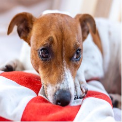 Verdauungsprobleme beim Hund erkennen und behandeln