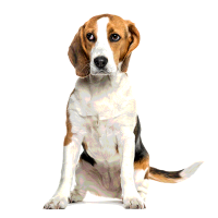 Verstopfung beim Hund: Ursachen, Symptome und Behandlung