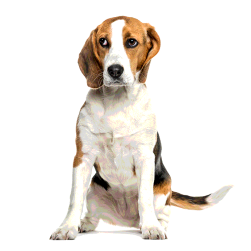 Verstopfung beim Hund: Ursachen, Symptome und Behandlung