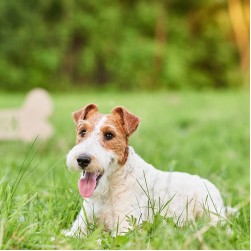 Vitamin B für Hunde: Wirkung und Nebenwirkungen