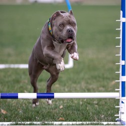 Wie extremes Wässern der Leistung schaden kann beim Hund