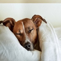 Warzen beim Hund: Ursachen und Behandlung