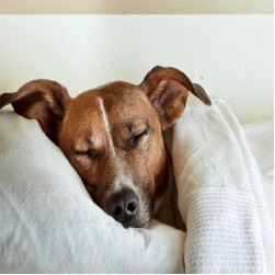 Warzen beim Hund: Ursachen und Behandlung