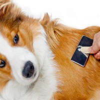 Welche Hunde haaren nicht?