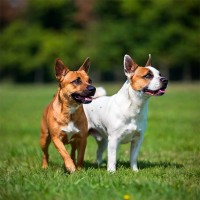 Welcher Welpe passt zu mir?