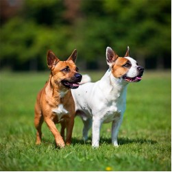 Welcher Welpe passt zu mir?