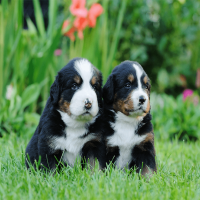 Welpe beißt: Gründe und Tipps zum Abgewöhnen