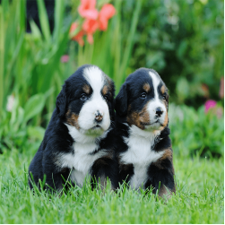 Welpe beißt: Gründe und Tipps zum Abgewöhnen