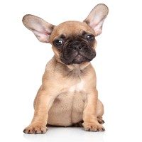 Was Sie tun können, wenn Ihr Welpe plötzlich Durchfall hat