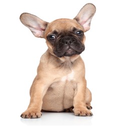 Was Sie tun können, wenn Ihr Welpe plötzlich Durchfall hat