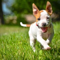 Welpenerziehung: Tipps für frischgebackene Hundebesitzer