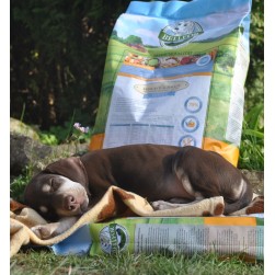 Welpenfutter: gesunde Ernährung für Hunde von klein auf