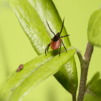 Wenn Zecken beißen: Erste-Hilfe-Maßnahmen für Ihren Hund