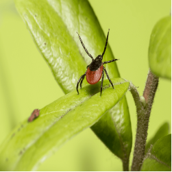 Wenn Zecken beißen: Erste-Hilfe-Maßnahmen für Ihren Hund