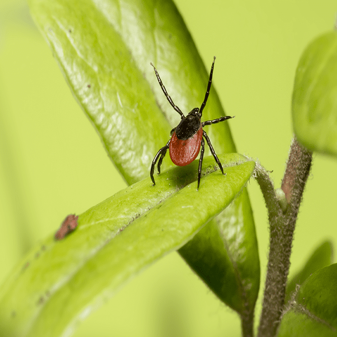Wenn Zecken beißen: Erste-Hilfe-Maßnahmen für Ihren Hund